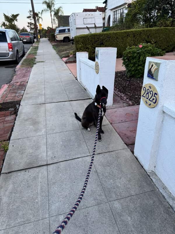 A picture of a black dog named Bowie sitting, taken on November 17 2025 at 6:17 am